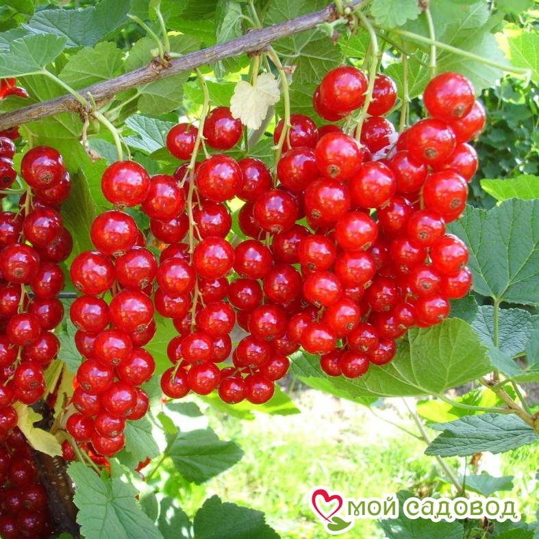 Красная смородина Натали