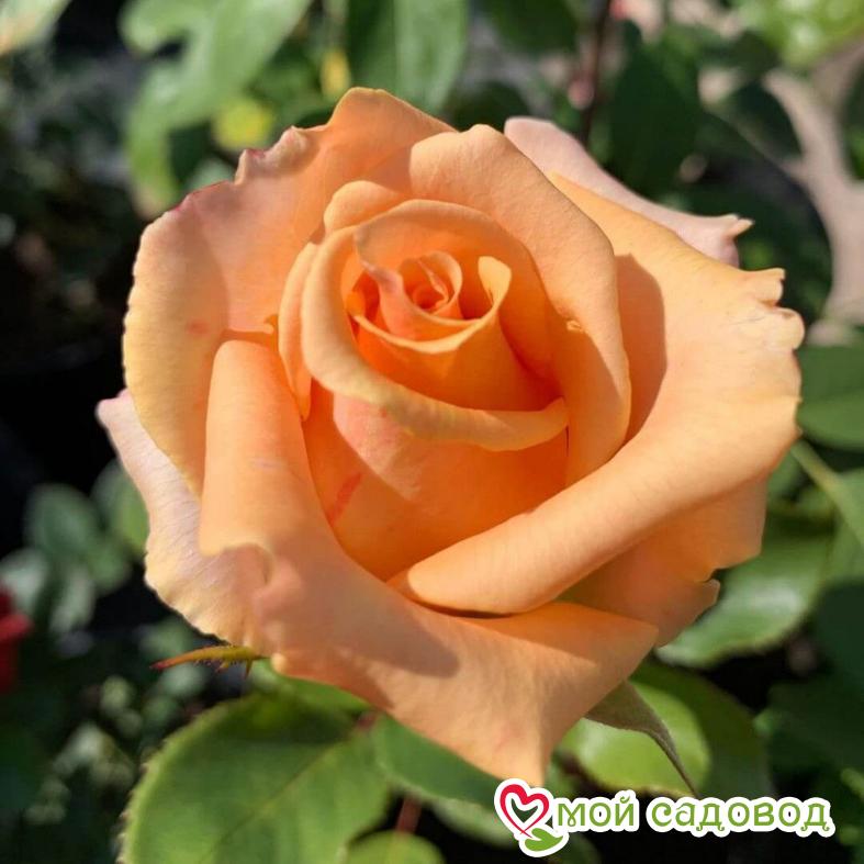 Роза чайно-гибридная Версилия