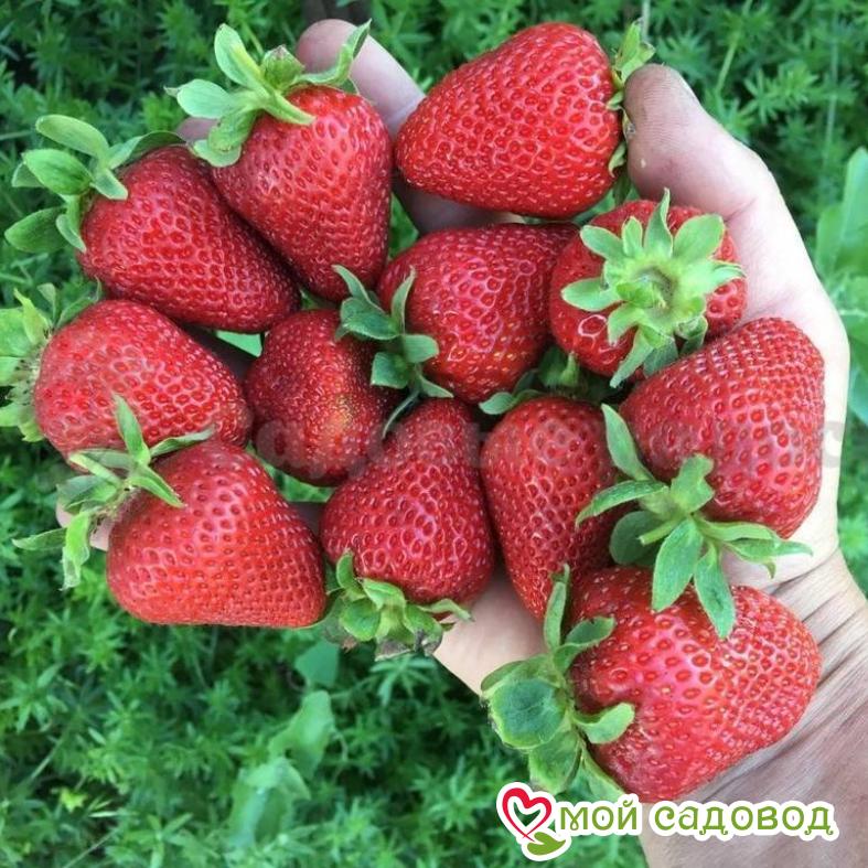 Клубника Вима Рина