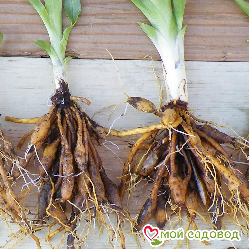 Лилейник Хэппи Дон